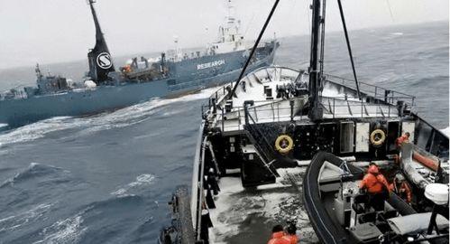 日本人捕鲸爆料视频大全,日本人捕鲸行为全记录  第1张