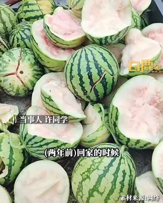 最新校园瓜爆料,揭秘最新校园瓜爆料背后的真相